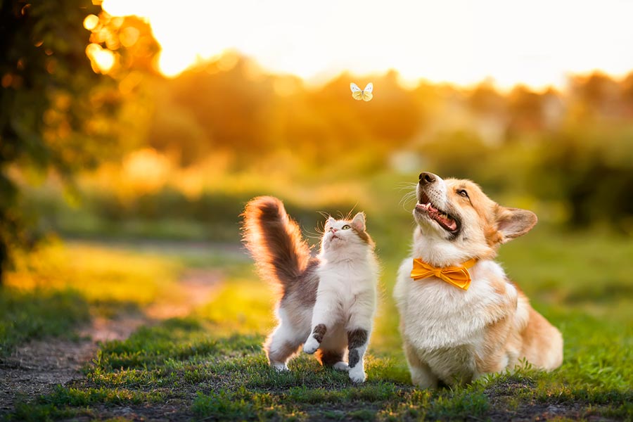 Cat and Dog In The Nature